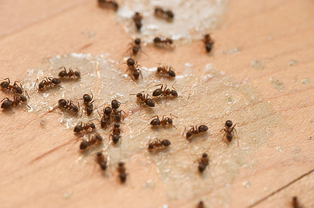 Best Wasp Removal Services  in Prescott, AZ